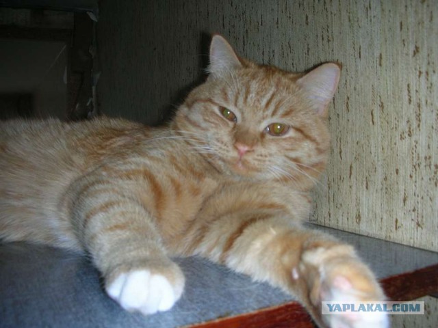 Котовторник 11.11.2014