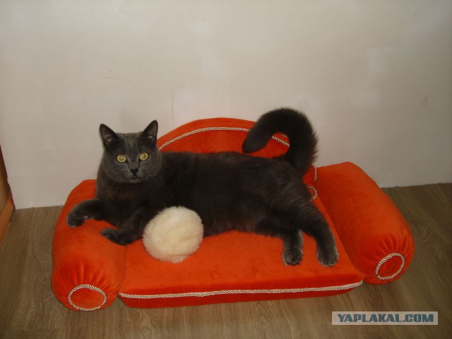 Гнездо для котэ.