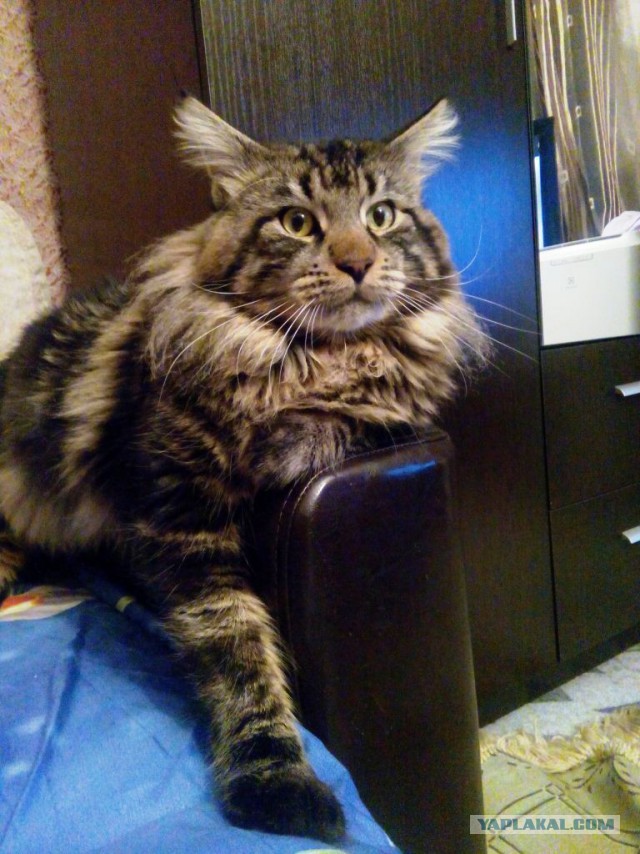 Котовторник 18.08.2015