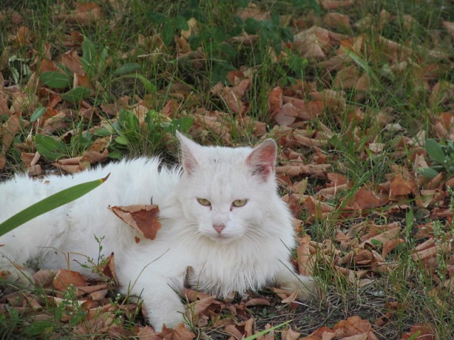 Котовторник