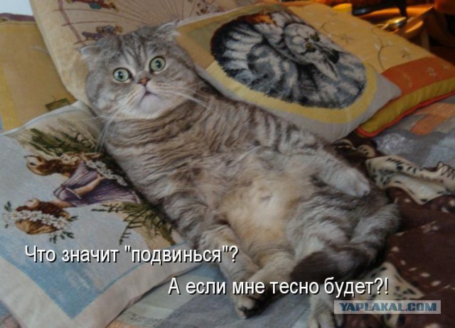 Как спят кошки....