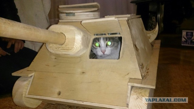 Котовторник 15.03