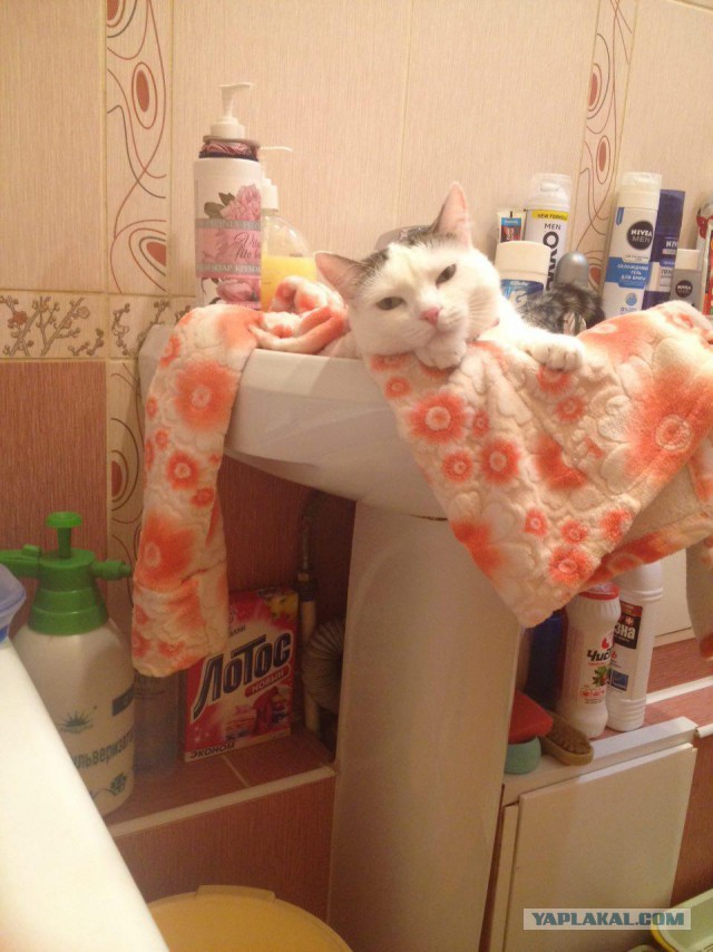 Котовторник 29.03.2016