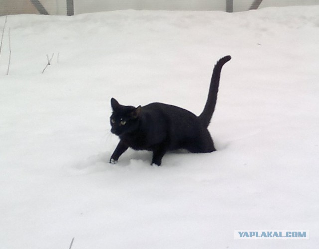 Котовторник - начало