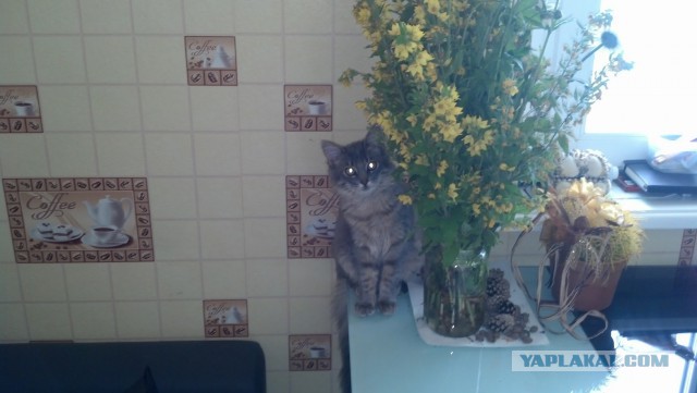 Котовторник - начало