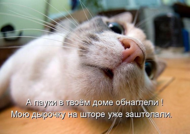 Весёлые картинки