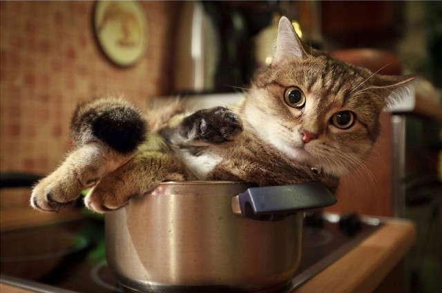Коты из сети
