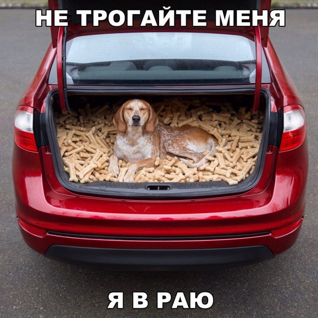 Подборка забавных животных