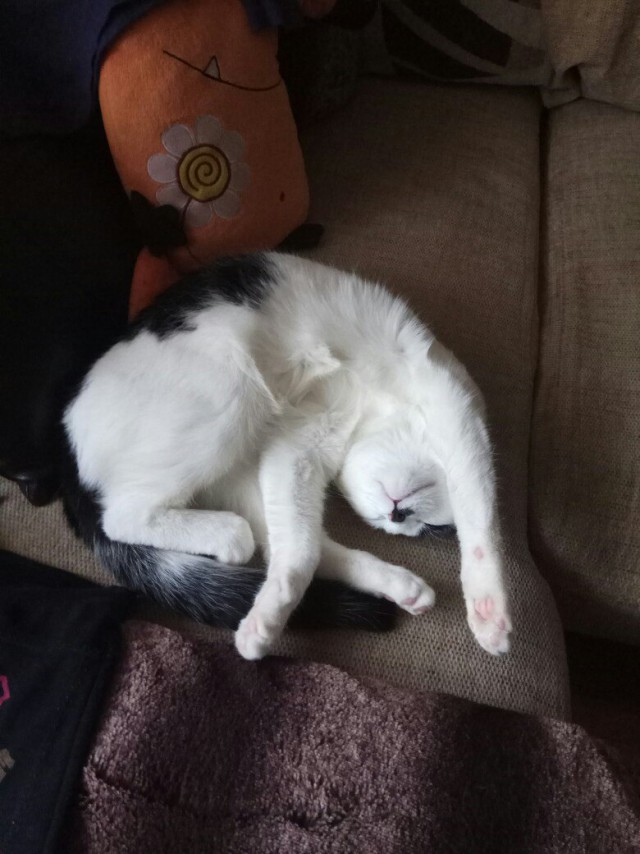 Котовторник  23.01.2018