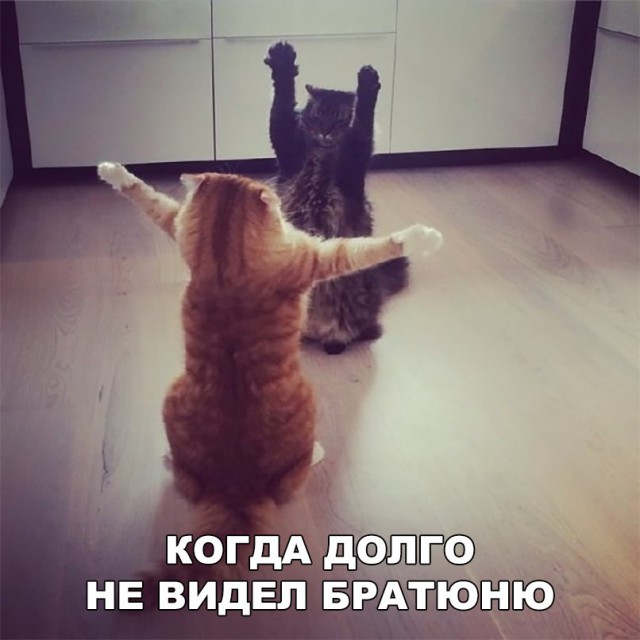 Фотобомбы котов