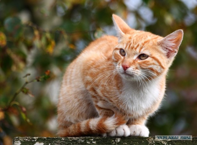 Котовторник на ЯПлакалъ