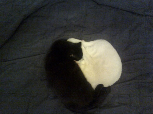 Котовторник 22.11.11