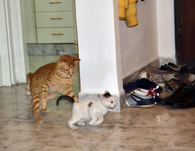 Котовторник 1 мая 2012