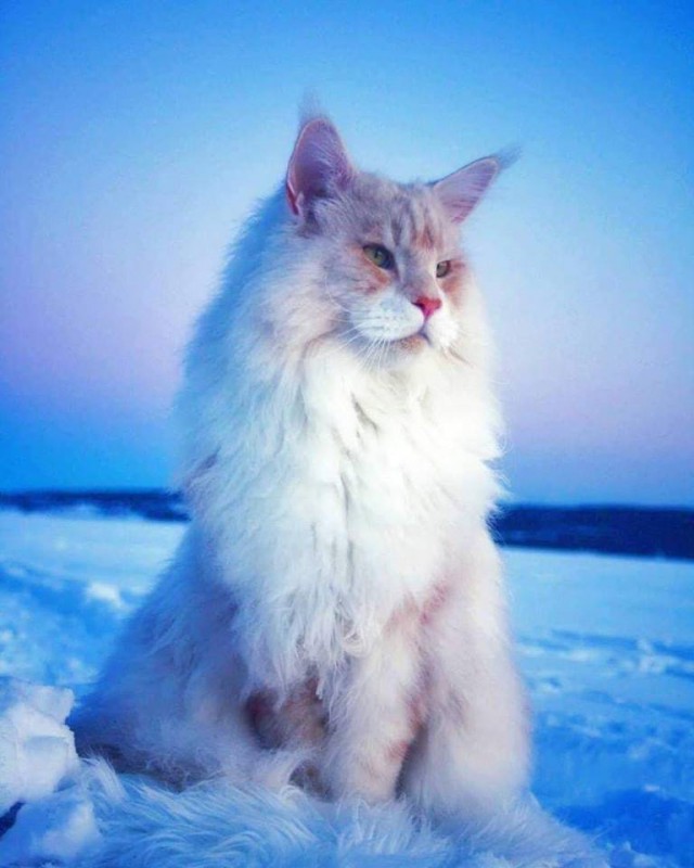 Прикольных котов пост
