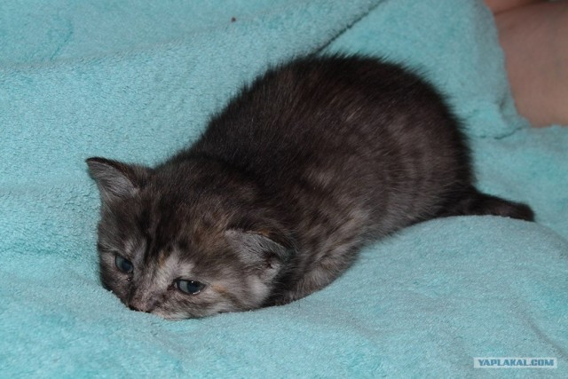 Котовторник 07.08.2012