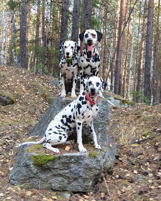 Живность из сети