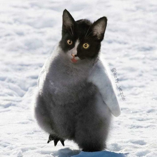 Коты везде