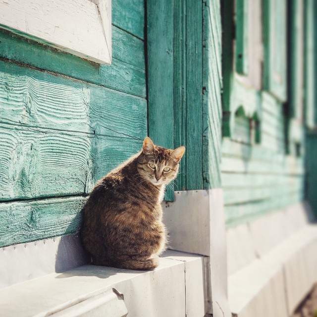 Давайте по котикам, которые с нами на самоизоляции