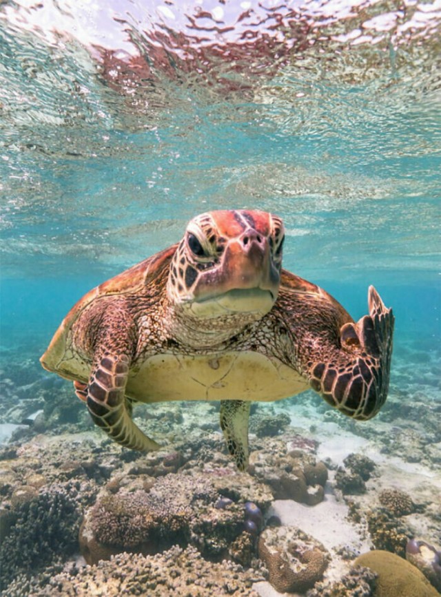 Премия комедийной фотографии дикой природы-2020 объявила призёров. Победил снимок черепахи, показывающей «средний палец»