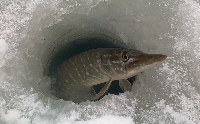 Что происходит с рыбой подо льдом зимой? 3 варианта развития событий