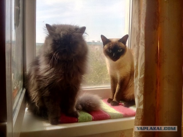 Котовторник. Добавляйте своих