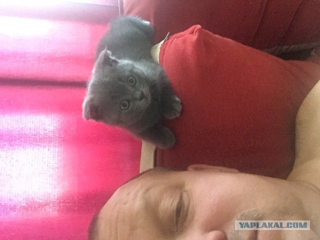 Котовторнику быть!