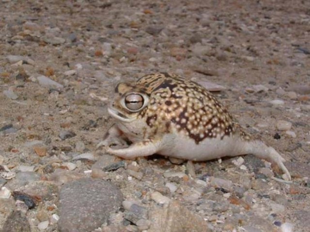 Необычная лягушка, Rain frog