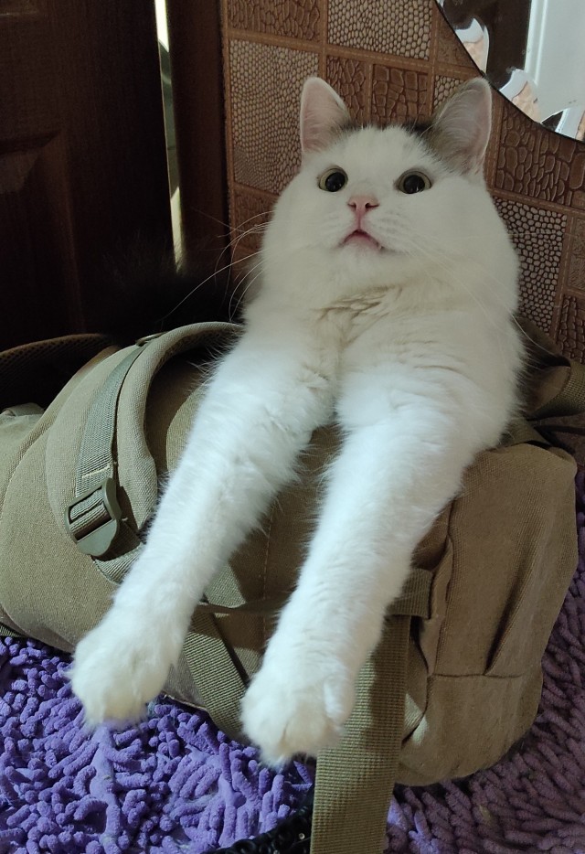 Котовторник 28.09.21