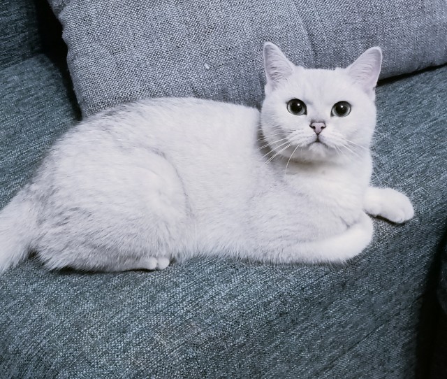 Котовторник 19.07.22