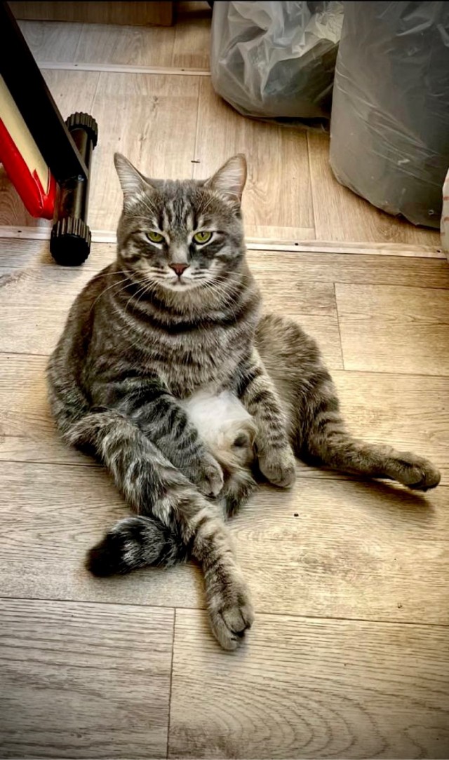Котовторник 1.11.22