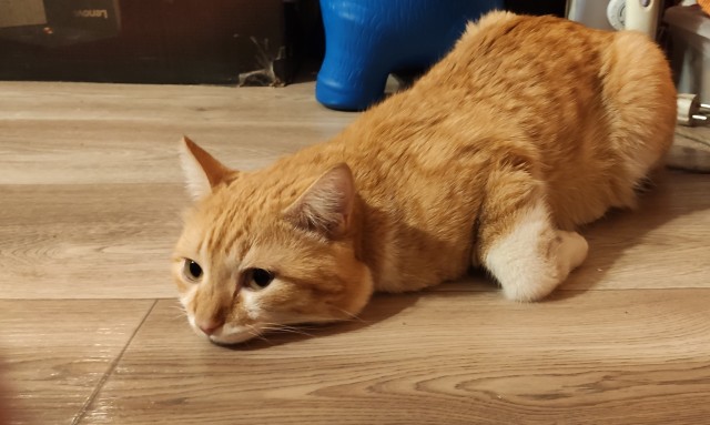Вторник, ваши коты и кошки в студию