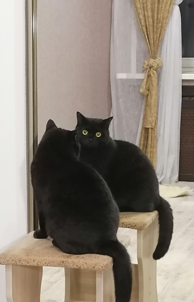 Котовторнику посвящается