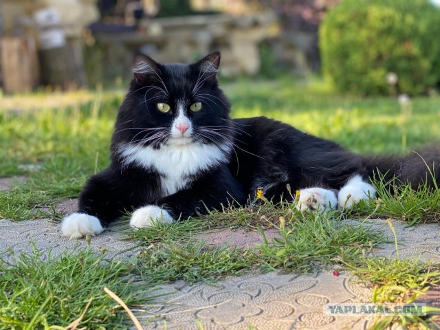 Начинаем котофторник?