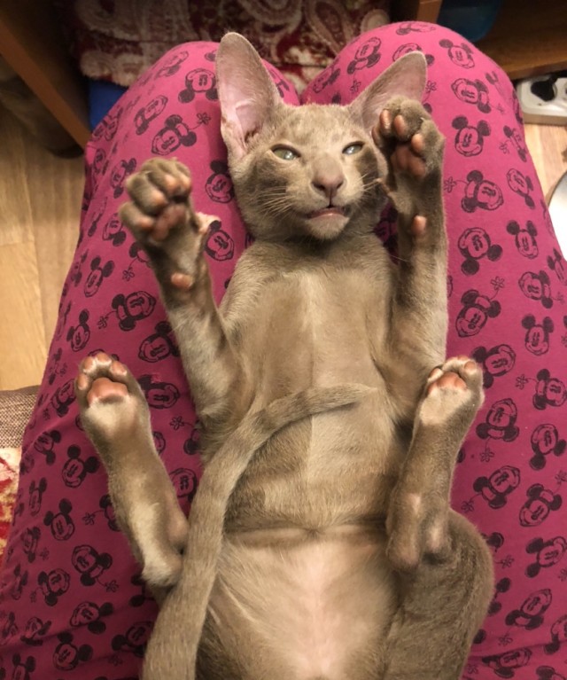 Кошка Фрося, продолжение