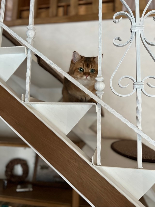 Всем кота за мой счёт. Я настаиваю