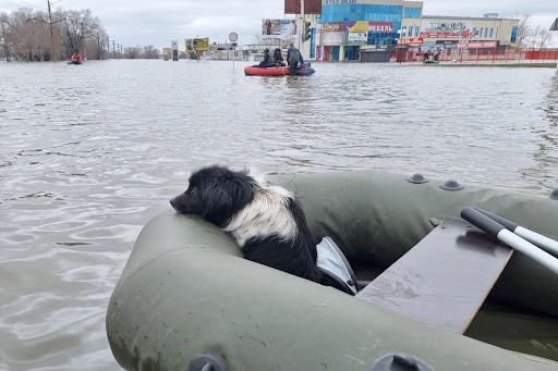 Настоящий “Ноев ковчег”, который случился в наши дни