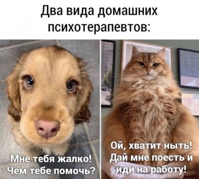 Весёлый полтишок 01.11.24