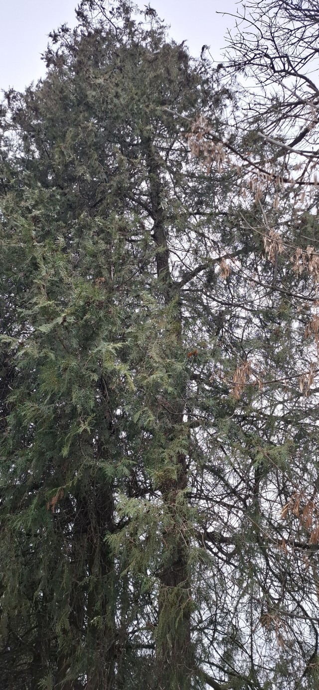 Просто найди сову