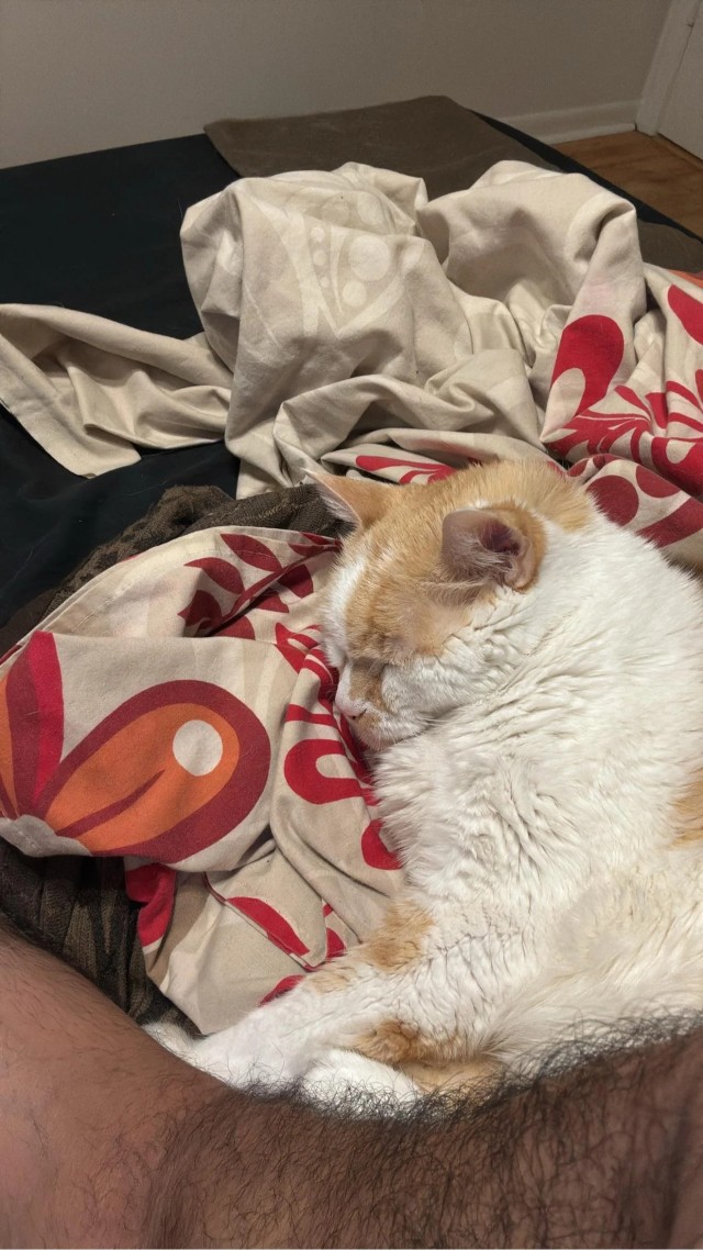 Старенький котик очень любит маленькую девочку