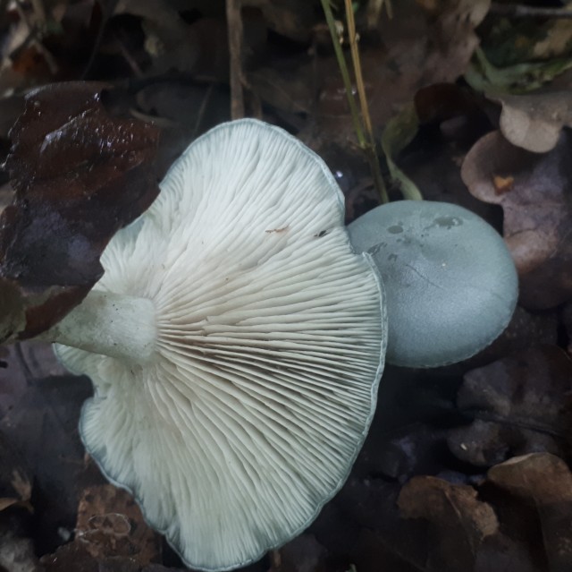 Грибной поход . День второй