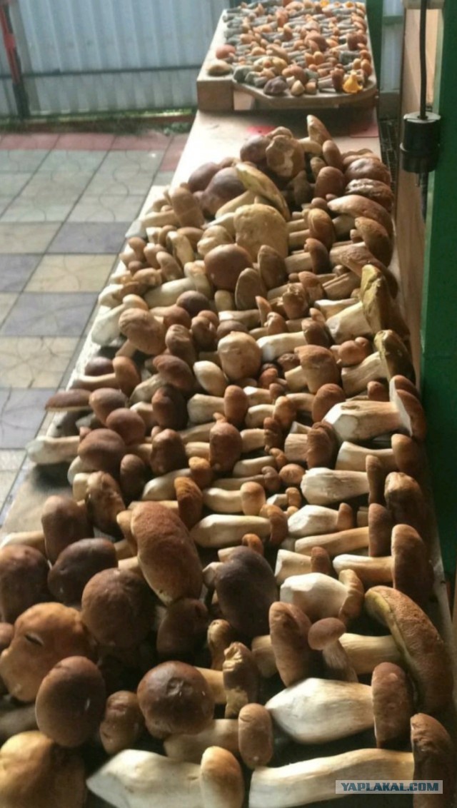 Мечта грибника