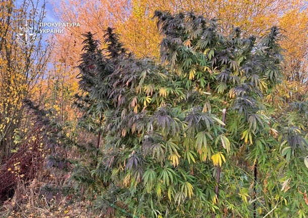 У наркоаграриев Киева изъяли 50 мешков конопли