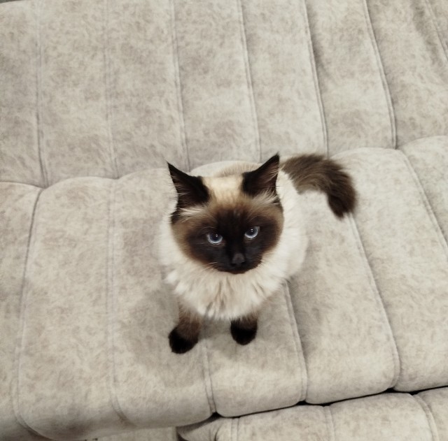 Котовторник же!