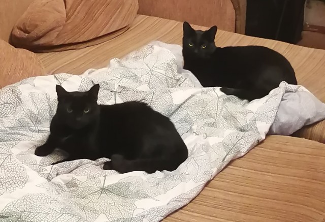 Хвостище к котовторнику