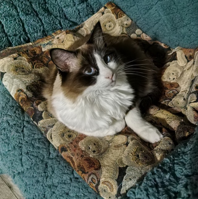 Друзья (котовторник)