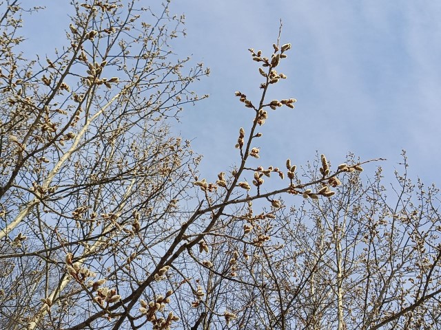 Литературная битва "ЯПлакал" против "Литбесов"