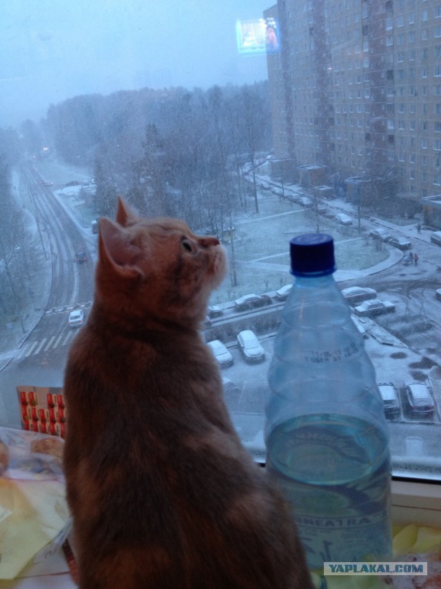 Котовторник 26.11.2013