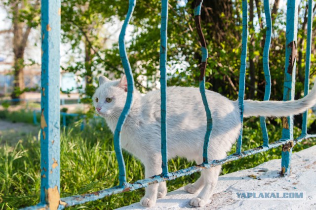 С Котовторником!