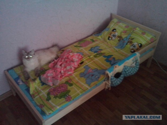 Котовторник 01.07.2014
