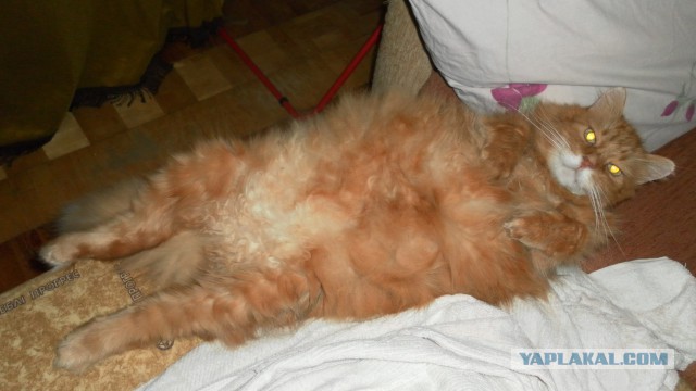 Котовторник 05.08.2014